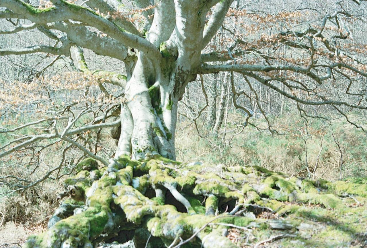 ネシー・ブリッジPtarmiganアパートメント エクステリア 写真