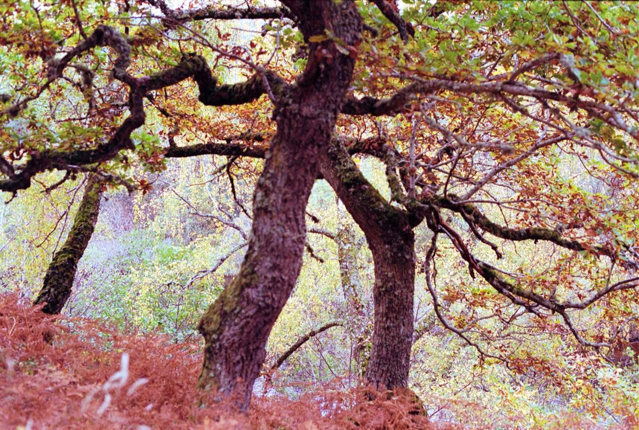 ネシー・ブリッジPtarmiganアパートメント エクステリア 写真